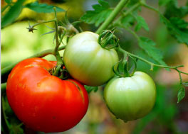 tomattoe